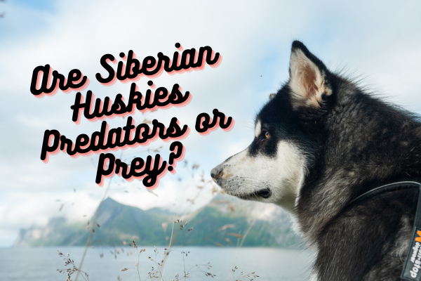 Are Siberian Huskies Predators or Prey?