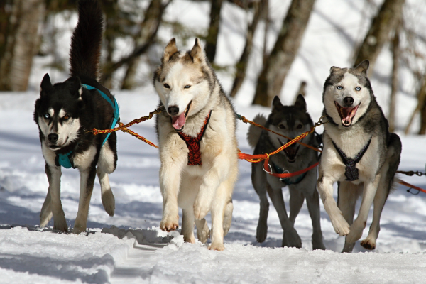 Loveable huskies