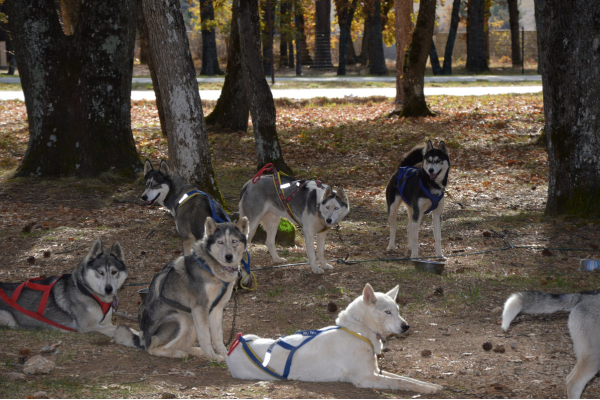 Huskies being together