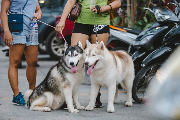 Two Huskies together