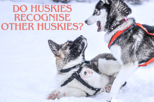 Do Huskies Recognise Other Huskies?