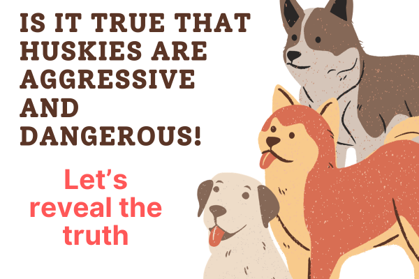 Is it true that Huskies are Aggressive and Dangerous!