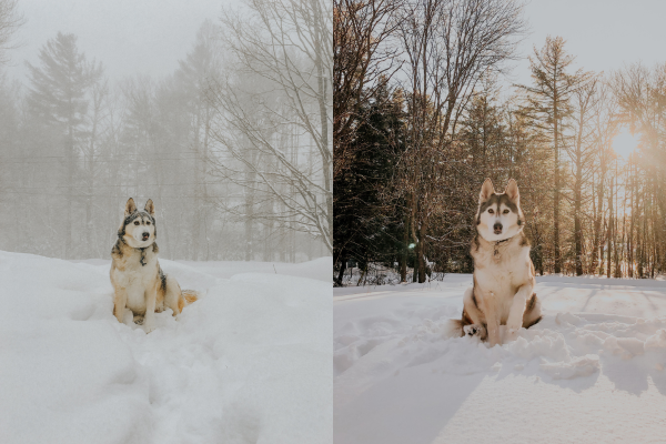 Siberian huskies