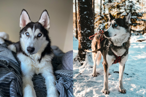 Alaskan huskies