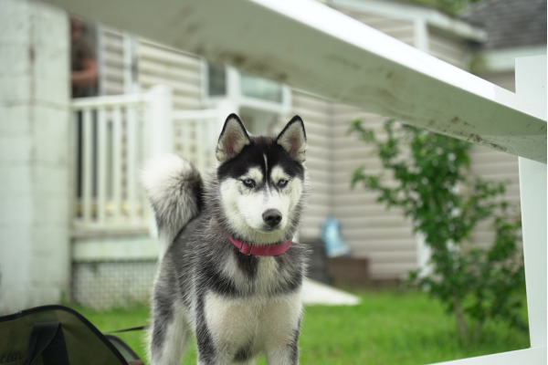 Siberian Husky