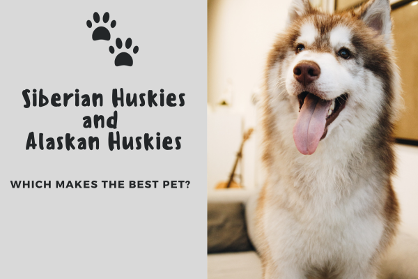 Siberian Huskies and Alaskan Huskies: Which Makes the Best Pet?