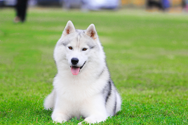 Cute white Siberian Husky