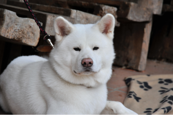 Beautiful white husky