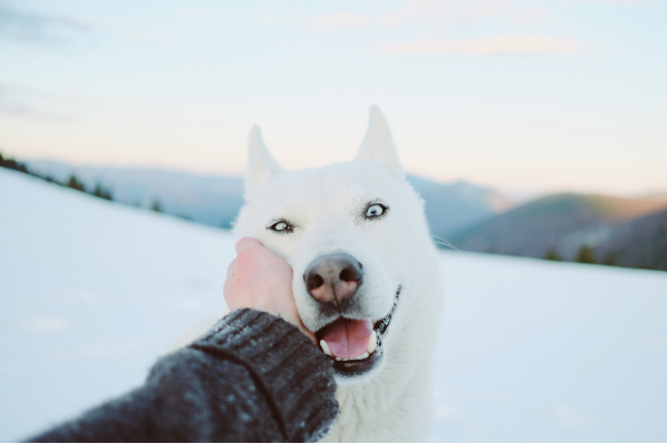 White Siberian Husky