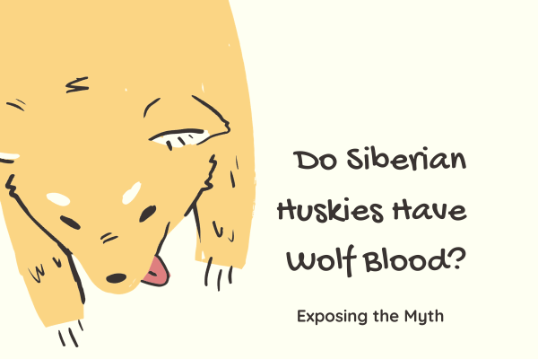 Do Siberian Huskies Have Wolf Blood?