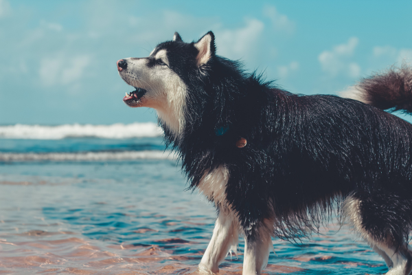 Howling Siberian husky