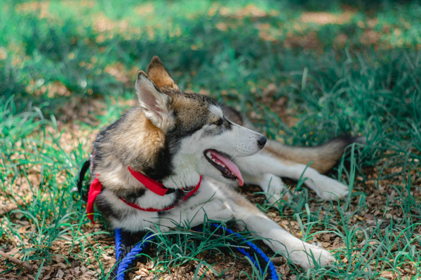 Active husky