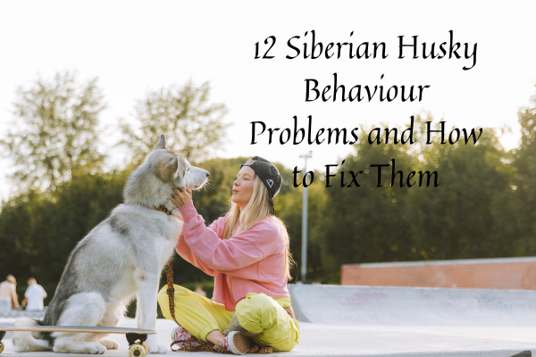 12 Siberian Husky Behaviour Problems and How to Fix Them