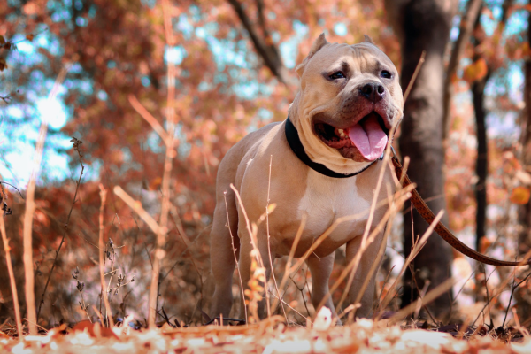 Pitbull stronger?