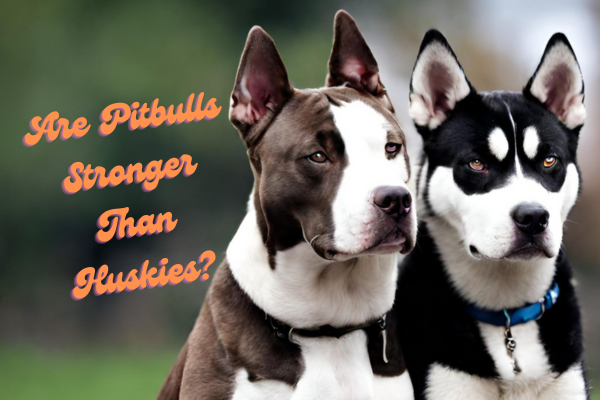 Are Pitbulls Stronger Than Huskies?