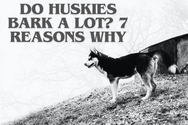 Do Huskies Bark A Lot?