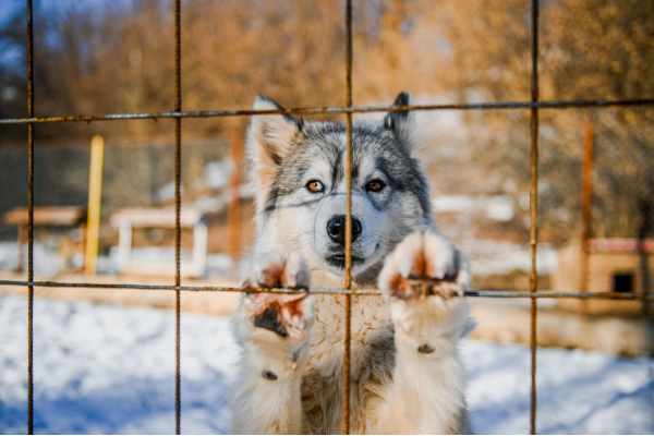 Why do you think huskies are different than other dogs